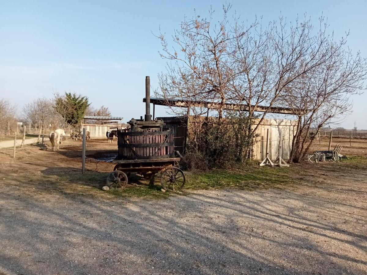 Mas Palegry côté jardin Acomodação com café da manhã Perpinhã Exterior foto